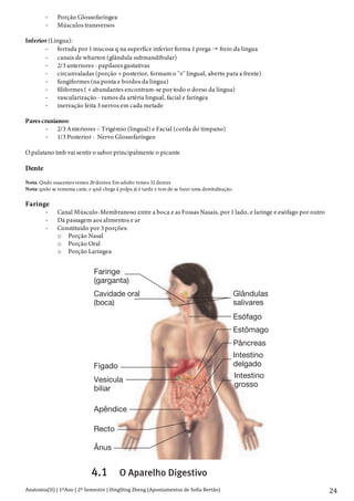 Anatomia(II)+|+1ºAno+|+2º+Semestre+|+DingDing+Zheng+(Apontamentos+de+Sofia+Bertão)+
+
24+
> Porção Glossofaríngea
> Músculos transversos
Inferior (Língua):
> forrada por 1 mucosa q na superfíce inferior forma 1 prega freio da língua
> canais de wharton (glândula submandibular)
> 2/3 anteriores - papilares gustativas
> circunvaladas (porção + posterior, formam o ''v'' lingual, aberto para a frente)
> fungiformes (na ponta e bordos da língua)
> filiformes ( + abundantes encontram-se por todo o dorso da língua)
> vascularização - ramos da artéria lingual, facial e faríngea
> inervação feita 3 nervos em cada metade
Pares cranianos:
> 2/3 Anteriores – Trigémio (lingual) e Facial (corda do tímpano)
> 1/3 Posterior - Nervo Glossofaríngeo
O palatano tmb vai sentir o sabor principalmente o picante
Dente
Nota: Qndo nascemos temos 20 dentes; Em adulto temos 32 dentes
Nota: qndo se temuma carie, e qnd chega à polpa já é tarde e tem de se fazer uma desvitalização.
Faringe
> Canal Músculo-Membranoso entre a boca e as Fossas Nasais, por 1 lado, e laringe e esófago por outro
> Dá passagem aos alimentos e ar
> Constituído por 3 porções:
o Porção Nasal
o Porção Oral
o Porção Laríngea
Anatomia do Aparelho Digestivo
Objectivo
■ Descrever as porções do tubo digestivo.
O aparelho digestivo (figura 24.1) é constituído pelo tubo
digestivo, que se estende da boca ao ânus, e pelas glândulas
anexas, que segregam fluidos para o tubo digestivo. Tecnica-
mente, o termo tubo gastrintestinal (GI) só se refere ao estô-
mago e intestinos, mas é muitas vezes utilizado como sinónimo
de tubo digestivo.
O tubo digestivo divide-se em diversas regiões:
1. a boca ou cavidade oral que tem como glândulas anexas as
glândulas salivares e as amígdalas;
2. a faringe, com glândulas tubulares mucosas;
3. o esófago, com glândulas tubulares mucosas;
4. o estômago, que tem muitas glândulas tubulares;
5. o intestino delgado, constituído pelo duodeno, jejuno e
íleo, tendo como principais glândulas anexas o fígado, a
vesícula biliar e o pâncreas;
6.
7.
Fun
guint
1.
2.
3.
Cavidade oral
(boca)
Fígado
Vesícula
biliar
Apêndice
Recto
Ânus
Faringe
(garganta)
Glândulas
salivares
Esófago
Estômago
Pâncreas
Intestino
delgado
Intestino
grosso
Figura 24.1 O Aparelho Digestivo
 