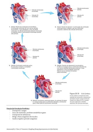 Anatomia(II)+|+1ºAno+|+2º+Semestre+|+DingDing+Zheng+(Apontamentos+de+Sofia+Bertão)+ 7+
Função da Circulação Periférica
- Transporte o sangue
- Troca de nutrientes, produtos metabólicos gases
- Transporte de substancias
- Dirige o fluxo sanguíneo dos tecidos
- Ajuda a regular a pressão sanguínea
Válvulas(semilunares
encerradas
Válvulas(AV
encerradas
Válvulas(semilunares
abertas
Válvulas(AV
abertas
1.#((Sístole:)Período)de)contracção)isovolumétrica.
((((((A(contracção(ventricular(faz(com(que(as(válvulas
((((((AV(encerrem,(o(que(representa(o(início(da(sístole
((((( ventricular.(As(válvulas(semilunares(estavam(encerradas
((((((na(diástole(anterior(e(permanecem(encerradas(durante
( este(período.
2.(( Sístole:)Período)de)ejecção.(A(continuação(da(contracção
( ventricular(força(o(sangue(a(sair(dos(ventrículos,
( causando(a(abertura(das(válvulas(semilunares.
3.(((Diástole:)Período)de)relaxamento)isovolumétrico.
( O(refluxo(do(sangue(para(os(ventrículos(relaxados(faz
( com(que(as(válvulas(semilunares(encerrem,(o(que
( representa(o(início(da(diástole(ventricular.
( Note-se(que(as(válvulas(AV(também
( estão(encerradas.
4.((Diástole:)Enchimento)ventricular)passivo.(As(válvulas(AV(abrem
( e(o(sangue(passa(para(os(ventrículos(relaxados,(contribuindo
( para(a(maior(parte(do(enchimento(ventricular.
5.###Diástole:)Enchimento)ventricular)activo.
( As(aurículas(contraem(e(completam
( o(enchimento(ventricular.
Válvulas(semilunares
encerradas
Válvulas(AV
encerradas
Válvulas(semilunares
encerradas
Válvulas(AV
abertas
Válvulas(semilunares
encerradas
Válvulas(AV
abertas
Figura 20.18 Ciclo Cardíaco
O ciclo cardíaco é composto de séries
repetidas de contracções e relaxamentos
que fazem circular o sangue através do
coração. Ver a figura 20.19 e o quadro
20.2 para explicações e detalhes
adicionais. (AV=aurículo-ventricular)
 