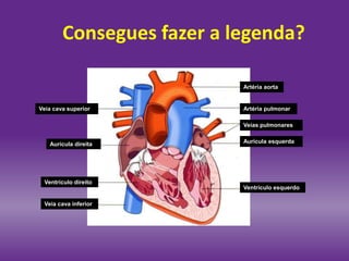 Consegues fazer a legenda?
Aurícula esquerdaAurícula direita
Ventrículo esquerdo
Ventrículo direito
Veias pulmonares
Veia cava superior
Veia cava inferior
Artéria aorta
Artéria pulmonar
 