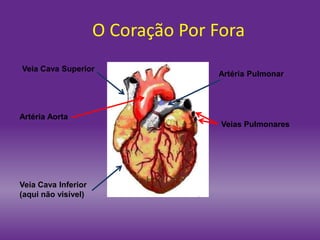 O Coração Por Fora
Veia Cava Superior
Artéria Aorta
Artéria Pulmonar
Veias Pulmonares
Veia Cava Inferior
(aqui não visível)
 
