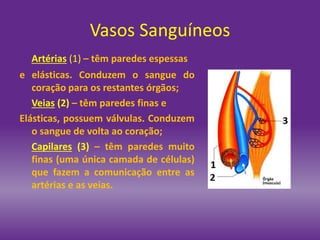 Artérias (1) – têm paredes espessas
e elásticas. Conduzem o sangue do
coração para os restantes órgãos;
Veias (2) – têm paredes finas e
Elásticas, possuem válvulas. Conduzem
o sangue de volta ao coração;
Capilares (3) – têm paredes muito
finas (uma única camada de células)
que fazem a comunicação entre as
artérias e as veias.
Vasos Sanguíneos
 