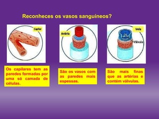 Reconheces os vasos sanguíneos?
Os capilares tem as
paredes formadas por
uma só camada de
células.
São os vasos com
as paredes mais
espessas.
São mais finas
que as artérias e
contém válvulas.
 