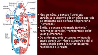 • Nos pulmões, o sangue libera gás
carbônico e absorve gás oxigênio captado
do ambiente pelo sistema respiratório
(hematose).
• Então, o sangue oxigenado (arterial)
retorna ao coração, transportado pelas
veias pulmonares.
• Do átrio esquerdo, o sangue oxigenado
passa para o ventrículo esquerdo e daí é
impulsionado para o interior da aorta,
reiniciando o circuito.
 
