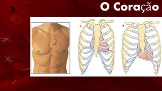 O Coração
• O coração está localizado na frente do peito,
atrás das costelas.
• Forma de cone
• Tamanho do punho fechado
•Cerca de 12 cm de comprimento,
•9 cm de largura em sua parte mais ampla
•6 cm de espessura
•Pesa de 250g, nas mulheres adultas, e 300g, nos
homens adultos.
 
