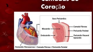 Camadas do
Coração
• O coração humano é formado basicamente por
três camadas: pericárdio, endocárdio e
miocárdio.
 