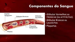 Componentes do Sangue
• Glóbulos Vermelhos ou
Hemácias (ou eritrócitos).
• Glóbulos Brancos ou
Leucócitos.
• Plaquetas.
 