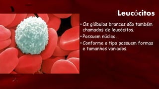 Leucócitos
• Os glóbulos brancos são também
chamados de leucócitos.
• Possuem núcleo.
• Conforme o tipo possuem formas
e tamanhos variados.
 