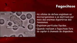 Fagocitose
• As células de defesa englobam os
microorganismos e os destroem por
meio das enzimas digestórias dos
lisossomos.
• Englobam partículas líquidas.
• Quando realizam a fagocitose fora
do capilar é chamado de diapedese.
 