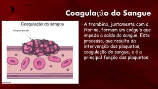 Coagulação do Sangue
• A trombina, juntamente com a
fibrina, formam um coágulo que
impede a saída do sangue. Este
processo, que resulta da
intervenção das plaquetas,
coagulação do sangue, e é a
principal função das plaquetas.
 