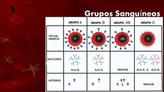 Grupos Sanguíneos
• O Nos seres humanos existem os seguintes tipos
básicos de sangue em relação aos sistema ABO:
• Grupo A
• Grupo B
• Grupo AB
• Grupo O
 