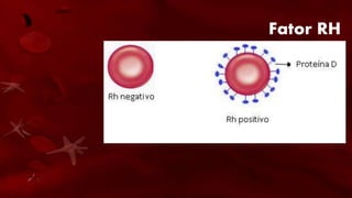 Fator RH
• A existência de uma substância denominada
fator Rh no sangue é outro critério de
classificação sanguínea. Quem possui essa
substância no sangue é Rh positivo; quem não a
possui é Rh negativo. O fator Rh tem esse nome
por ter sido identificado pela primeira vez no
sangue de um macaco Rhesus.
 