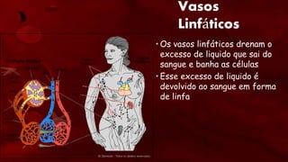 Vasos
Linfáticos
• Os vasos linfáticos drenam o
excesso de liquido que sai do
sangue e banha as células
• Esse excesso de liquido é
devolvido ao sangue em forma
de linfa
 