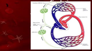 Circulação
Linfática
• A linfa é transportada pelos vasos linfáticos
por causa das contrações leves dos músculos,
por não possuírem um dispersor tão potente
como o coração.
• Este fluido é então transportado
progressivamente para vasos linfáticos maiores
acumulando-se no duto linfático direito (para a
linfa da parte direita superior do corpo) e no
duto torácico (para o resto do corpo); estes
dutos desembocam no sistema circulatório na
veia subclávia esquerda e direita.
 