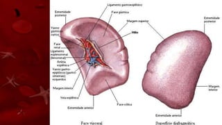 Baço
• Suas principais funções são as de reserva de
sangue, para o caso de uma hemorragia intensa,
destruição dos glóbulos vermelhos do sangue e
preparação de uma nova hemoglobina a partir do
ferro liberado da destruição dos glóbulos
vermelhos.
 
