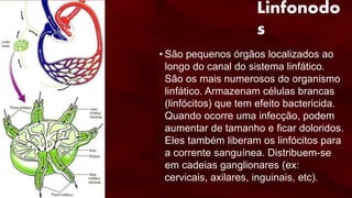 Linfonodo
s
• São pequenos órgãos localizados ao
longo do canal do sistema linfático.
São os mais numerosos do organismo
linfático. Armazenam células brancas
(linfócitos) que tem efeito bactericida.
Quando ocorre uma infecção, podem
aumentar de tamanho e ficar doloridos.
Eles também liberam os linfócitos para
a corrente sanguínea. Distribuem-se
em cadeias ganglionares (ex:
cervicais, axilares, inguinais, etc).
 