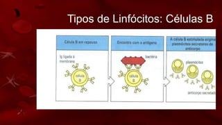 Tipos de Linfócitos: Células B
• Permanecem na medula óssea e amadurecem
transformando-se em células B. As células B
reconhecem células e materiais “estranhos”. Quando
essas células entram em contato com uma proteína
estranha (por exemplo, na superfície das bactérias),
elas produzem anticorpos que aderem à superfície da
célula estranha e provocam sua destruição. Derivados
de uma célula-tronco da medula óssea e amadurecem
até transformarem-se em plasmócitos, os quais
secretam anticorpos.
 
