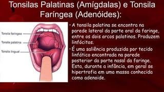 Tonsilas Palatinas (Amígdalas) e Tonsila
Faríngea (Adenóides):
• A tonsila palatina se encontra na
parede lateral da parte oral da faringe,
entre os dois arcos palatinos. Produzem
linfócitos.
• É uma saliência produzida por tecido
linfático encontrada na parede
posterior da parte nasal da faringe.
Esta, durante a infância, em geral se
hipertrofia em uma massa conhecida
como adenoide.
 