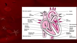 • O motivo pelo qual o coração tem dois lados
separado por uma camada muscular, o SEPTO, é
que no lado DIREITO, chega o sangue venoso,
rico em gás CARBÔNICO, que chegou dos
órgãos, que vai ser enviado para o PULMÃO. E no
lado ESQUERDO chega o sangue que passou pelo
PULMÃO rico em OXIGÊNIO, que vai ser
mandado para o CORPO.
 