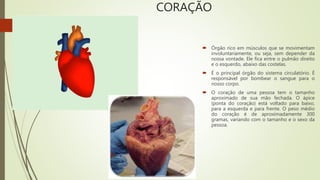 CORAÇÃO
 Órgão rico em músculos que se movimentam
involuntariamente, ou seja, sem depender da
nossa vontade. Ele fica entre o pulmão direito
e o esquerdo, abaixo das costelas.
 É o principal órgão do sistema circulatório. É
responsável por bombear o sangue para o
nosso corpo.
 O coração de uma pessoa tem o tamanho
aproximado de sua mão fechada. O ápice
(ponta do coração) está voltado para baixo,
para a esquerda e para frente. O peso médio
do coração é de aproximadamente 300
gramas, variando com o tamanho e o sexo da
pessoa.
 