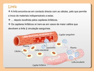 Linfa
 A linfa encontra-se em contacto directo com as células, pelo que permite
a troca de materiais indispensáveis a estas.
 É depois recolhida pelos capilares linfáticos.
 Os capilares linfáticos reúnem-se em vasos de maior calibre que
devolvem a linfa à circulação sanguínea.
 