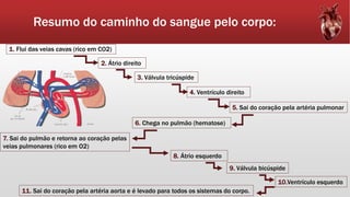 Resumo do caminho do sangue pelo corpo:
1. Flui das veias cavas (rico em CO2)
2. Átrio direito
3. Válvula tricúspide
6. Chega no pulmão (hematose)
4. Ventrículo direito
5. Sai do coração pela artéria pulmonar
8. Átrio esquerdo
7. Sai do pulmão e retorna ao coração pelas
veias pulmonares (rico em O2)
10.Ventrículo esquerdo
9. Válvula bicúspide
11. Sai do coração pela artéria aorta e é levado para todos os sistemas do corpo.
 