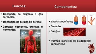 Funções: Componentes:
▪ Vasos sanguíneos;
▪ Coração;
▪ Sangue.
▪ Pulmão (participa da oxigenação
sanguínea.)
▪ Transporte de oxigênio e gás
carbônico;
▪ Transporte de células de defesa;
▪ Carregar nutrientes, excretas e
hormônios.
 