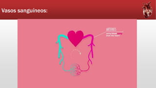 Vasos sanguíneos:
 