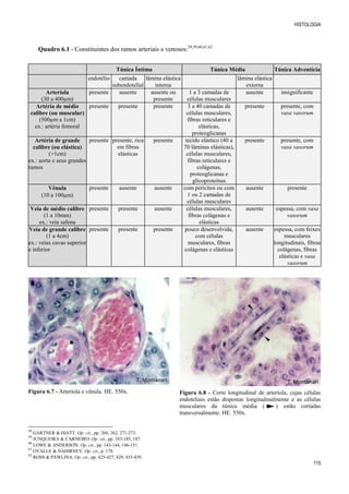 HISTOLOGIA
115
Quadro 6.1 - Constituintes dos ramos arteriais e venosos:58,59,60,61,62
Túnica Íntima Túnica Média Túnica Adventícia
endotélio camada
subendotelial
lâmina elástica
interna
lâmina elástica
externa
Arteríola
(30 a 400µm)
presente ausente ausente ou
presente
1 a 3 camadas de
células musculares
ausente insignificante
Artéria de médio
calibre (ou muscular)
(500µm a 1cm)
ex.: artéria femoral
presente presente presente 3 a 40 camadas de
células musculares,
fibras reticulares e
elásticas,
proteoglicanas
presente presente, com
vasa vasorum
Artéria de grande
calibre (ou elástica)
(>1cm)
ex.: aorta e seus grandes
ramos
presente presente, rica
em fibras
elásticas
presente tecido elástico (40 a
70 lâminas elásticas),
células musculares,
fibras reticulares e
colágenas,
proteoglicanas e
glicoproteínas
presente presente, com
vasa vasorum
Vênula
(10 a 100m)
presente ausente ausente com pericitos ou com
1 ou 2 camadas de
células musculares
ausente presente
Veia de médio calibre
(1 a 10mm)
ex.: veia safena
presente presente ausente células musculares,
fibras colágenas e
elásticas
ausente espessa, com vasa
vasorum
Veia de grande calibre
(1 a 4cm)
ex.: veias cavas superior
e inferior
presente presente presente pouco desenvolvida,
com células
musculares, fibras
colágenas e elásticas
ausente espessa, com feixes
musculares
longitudinais, fibras
colágenas, fibras
elásticas e vasa
vasorum
58
GARTNER & HIATT. Op. cit., pp. 260, 262, 271-273.
59
JUNQUEIRA & CARNEIRO. Op. cit., pp. 183-185, 187.
60
LOWE & ANDERSON. Op. cit., pp. 143-144, 146-151.
61
OVALLE & NAHIRNEY. Op. cit., p. 178.
62
ROSS & PAWLINA. Op. cit., pp. 425-427, 429, 435-439.
Figura 6.7 - Arteríola e vênula. HE. 550x. Figura 6.8 - Corte longitudinal de arteríola, cujas células
endoteliais estão dispostas longitudinalmente e as células
musculares da túnica média ( ) estão cortadas
transversalmente. HE. 550x.
T. Montanari T. Montanari
 