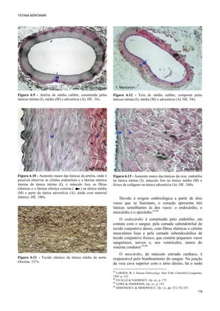 TATIANA MONTANARI
116
Figura 6.9 - Artéria de médio calibre, constituída pelas
túnicas íntima (I), média (M) e adventícia (A). HE. 34x.
Figura 6.10 - Aumento maior das túnicas da artéria, onde é
possível observar as células endoteliais e a lâmina elástica
interna da túnica íntima (I), o músculo liso, as fibras
elásticas e a lâmina elástica externa ( ) na túnica média
(M) e parte da túnica adventícia (A), ainda com material
elástico. HE. 340x.
Figura 6.11 - Tecido elástico da túnica média da aorta.
Orceína. 137x.
Figura 6.12 - Veia de médio calibre, composta pelas
túnicas íntima (I), média (M) e adventícia (A). HE. 34x.
Figura 6.13 - Aumento maior das túnicas da veia: endotélio
na túnica íntima (I), músculo liso na túnica média (M) e
feixes de colágeno na túnica adventícia (A). HE. 340x.
Devido à origem embriológica a partir de dois
vasos que se fusionam, o coração apresenta três
túnicas semelhantes às dos vasos: o endocárdio, o
miocárdio e o epicárdio.63,64
O endocárdio é constituído pelo endotélio, em
contato com o sangue, pela camada subendotelial de
tecido conjuntivo denso, com fibras elásticas e células
musculares lisas e pela camada subendocárdica de
tecido conjuntivo frouxo, que contém pequenos vasos
sanguíneos, nervos e, nos ventrículos, ramos do
sistema condutor.65,66
O miocárdio, de músculo estriado cardíaco, é
responsável pelo bombeamento do sangue. Na junção
da veia cava superior com o átrio direito, há o nodo
63
LARSEN, W. J. Human Embryology. New York: Churchill Livingstone,
1993. p. 133.
64
OVALLE & NAHIRNEY. Op. cit., p. 175.
65
LOWE & ANDERSON. Op. cit., p. 153.
66
SIMIONESCU & SIMIONESCU. Op. cit., pp. 313, 352-353.
T. Montanari
T. Montanari
T. Montanari
T. Montanari
T. Montanari
 