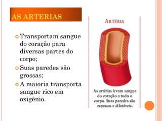  Transportam sangue
do coração para
diversas partes do
corpo;
 Suas paredes são
grossas;
 A maioria transporta
sangue rico em
oxigênio.
 