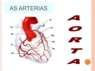 AS ARTERIAS
 