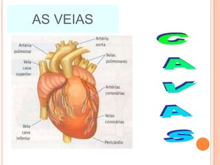 AS VEIAS
 