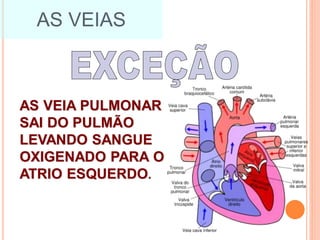 AS VEIAS
AS VEIA PULMONAR
SAI DO PULMÃO
LEVANDO SANGUE
OXIGENADO PARA O
ATRIO ESQUERDO.
 