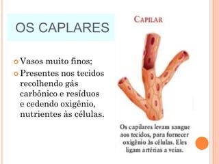  Vasos muito finos;
 Presentes nos tecidos
recolhendo gás
carbônico e resíduos
e cedendo oxigênio,
nutrientes às células.
OS CAPLARES
 