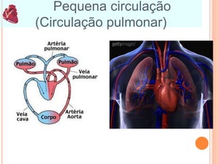 Pequena circulação
(Circulação pulmonar)
 