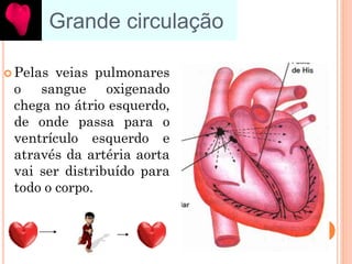 Grande circulação
 Pelas veias pulmonares
o sangue oxigenado
chega no átrio esquerdo,
de onde passa para o
ventrículo esquerdo e
através da artéria aorta
vai ser distribuído para
todo o corpo.
 