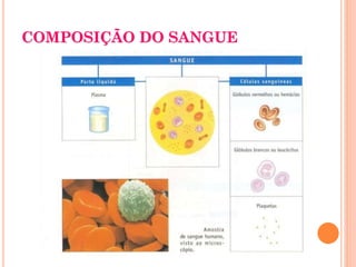 COMPOSIÇÃO DO SANGUE
 