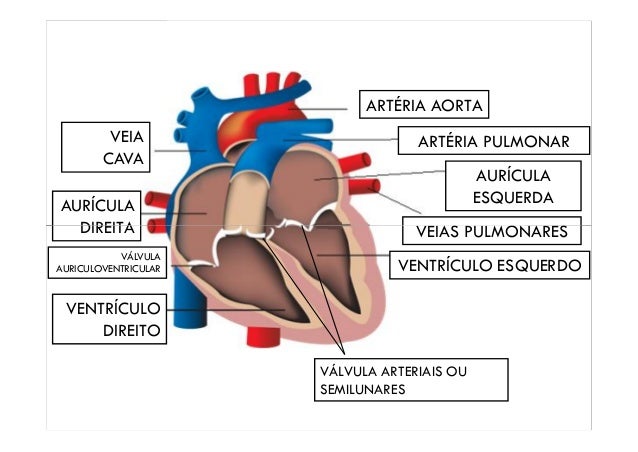 Sistema cardioascular: coração