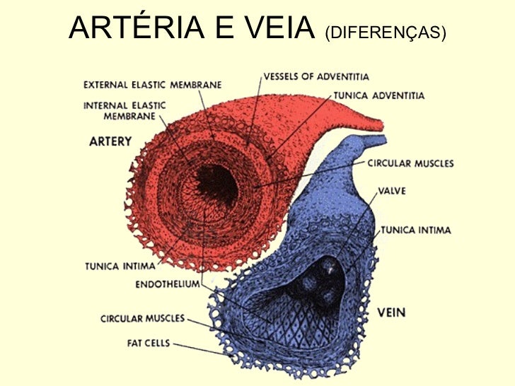Arteria E Veia Diferença , Qual a diferença de veia e artéria: entenda ...
