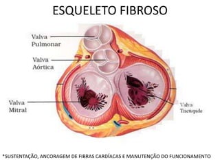 ESQUELETO FIBROSO
*SUSTENTAÇÃO, ANCORAGEM DE FIBRAS CARDÍACAS E MANUTENÇÃO DO FUNCIONAMENTO
 