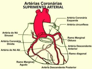 SUPRIMENTO ARTERIAL
 