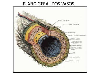 PLANO GERAL DOS VASOS
 