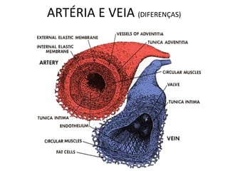 ARTÉRIA E VEIA (DIFERENÇAS)
 