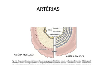 ARTÉRIAS
ARTÉRIA MUSCULAR
ARTÉRIA ELÁSTICA
 