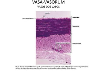 VASA-VASORUM
VASOS DOS VASOS
 