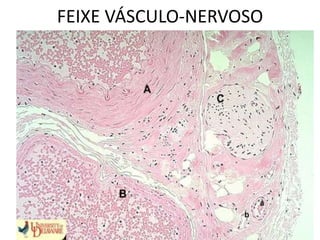 FEIXE VÁSCULO-NERVOSO
 