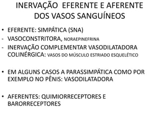INERVAÇÃO EFERENTE E AFERENTE
DOS VASOS SANGUÍNEOS
• EFERENTE: SIMPÁTICA (SNA)
- VASOCONSTRITORA, NORAEPINEFRINA
- INERVAÇÃO COMPLEMENTAR VASODILATADORA
COLINÉRGICA: VASOS DO MÚSCULO ESTRIADO ESQUELÉTICO
• EM ALGUNS CASOS A PARASSIMPÁTICA COMO POR
EXEMPLO NO PÊNIS: VASODILATADORA
• AFERENTES: QUIMIORRECEPTORES E
BARORRECEPTORES
 