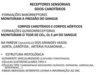 RECEPTORES SENSORIAIS
SEIOS CAROTÍDEOS
-FORMAÇÕES BARORREPTORES
MONITORAM A PRESSÃO DO SANGUE
CORPOS CAROTÍDEOS E CORPOS AÓRTICOS
-FORMAÇÕES QUIMIORRECEPTORAS
MONITORAM O TEOR DE CO2, O2 E pH DO SANGUE
NA PAREDE (ADVENTÍCIA) DOS GRANDES VASOS:
AORTA ,CARÓTIDA , ARTÉRIA PULMONAR,...
• ESTRUTURA HISTOLÓGICA
-ALTAMENTE VASCULARIZADAS (CAPILARES FENESTRADOS)
-CÉLULAS SUSTENTACULARES TIPO II
-CÉLULAS TIPO I (ARMAZENAM MEDIADORES QUÍMICOS: DOPAMINA, ADRENALINA,
SEROTONINA,...)
-FIBRAS NERVOSAS AFERENTES LEVAM A INFORMAÇÃO AO SNC
 