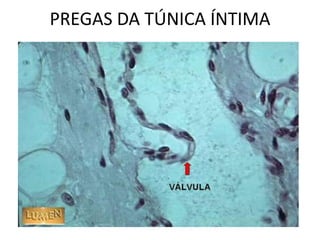 PREGAS DA TÚNICA ÍNTIMA
 