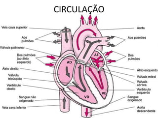 CIRCULAÇÃO
AD
VD
VE
AE
 